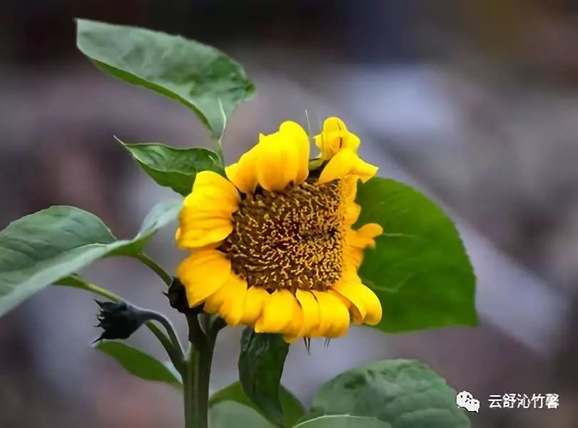 八字桃花查法及详解_八字命理之常用神煞的查法和用法_八字偏财查法