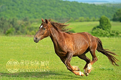 马和羊问属马和属羊的夫妻买房几层风水适合？