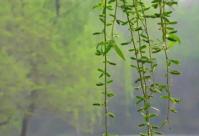 杨柳木命是什么意思?命好吗?喜忌先看偏正