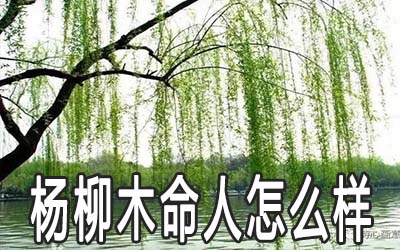 水墨先生壬午年杨柳木命解析杨柳木万缕千条如何