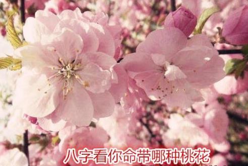 哪种女性八字注定桃花运旺盛？如何分辨好桃花和烂桃花？