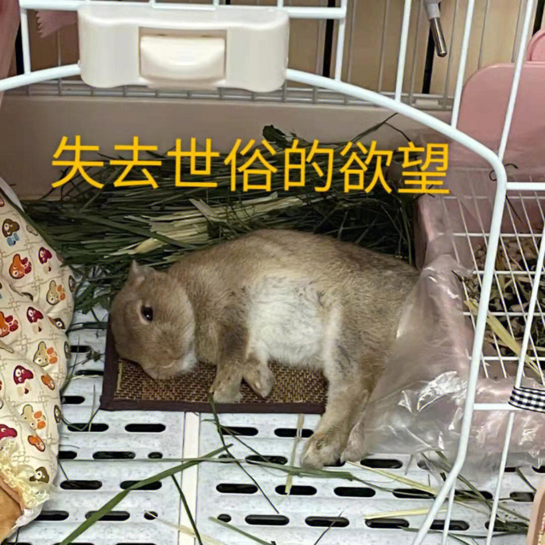 属兔城头土命的人一生命运好不好