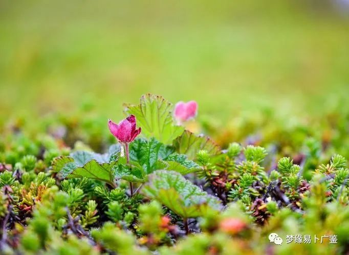 风水堂：女命伤官旺者的运势