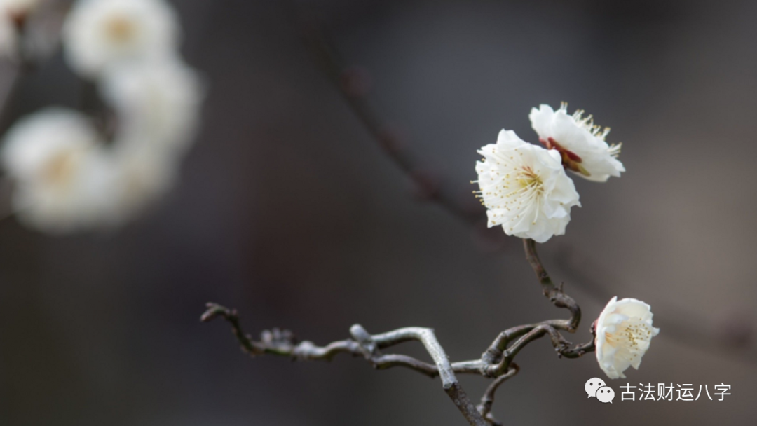 八字中正缘桃花只有一朵好吗？八字看你是否离婚