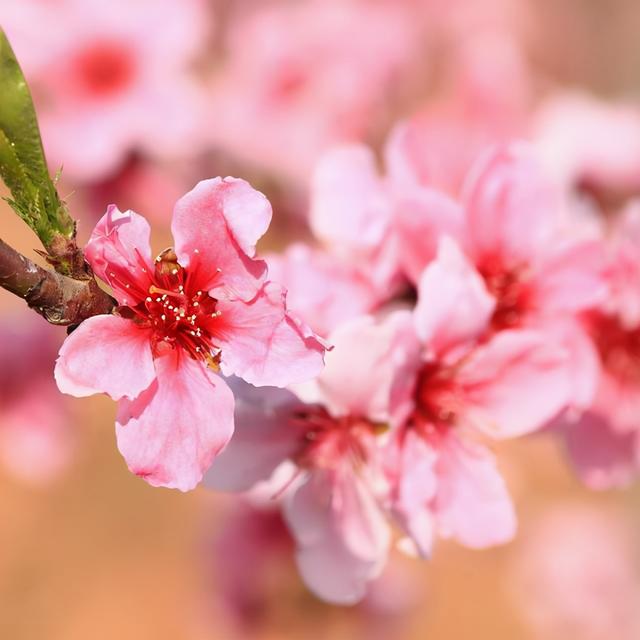 桃花缘，八字查询，何日桃花开