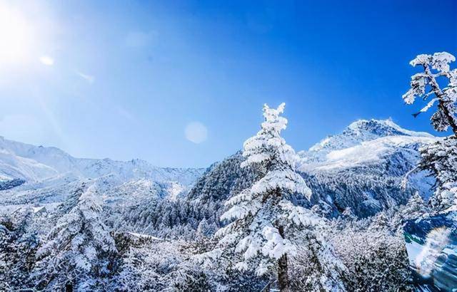 （杨柳木）风水堂:松柏木喜山为根基