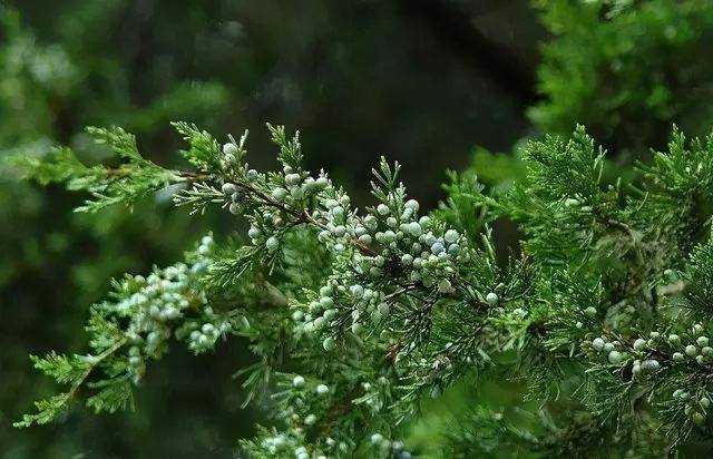 （杨柳木）风水堂:松柏木喜山为根基