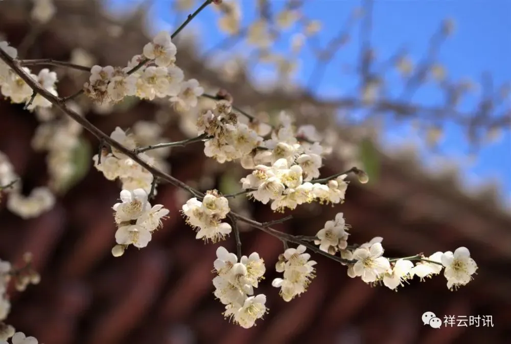 朱楼梦——月本无今古，情缘自浅深