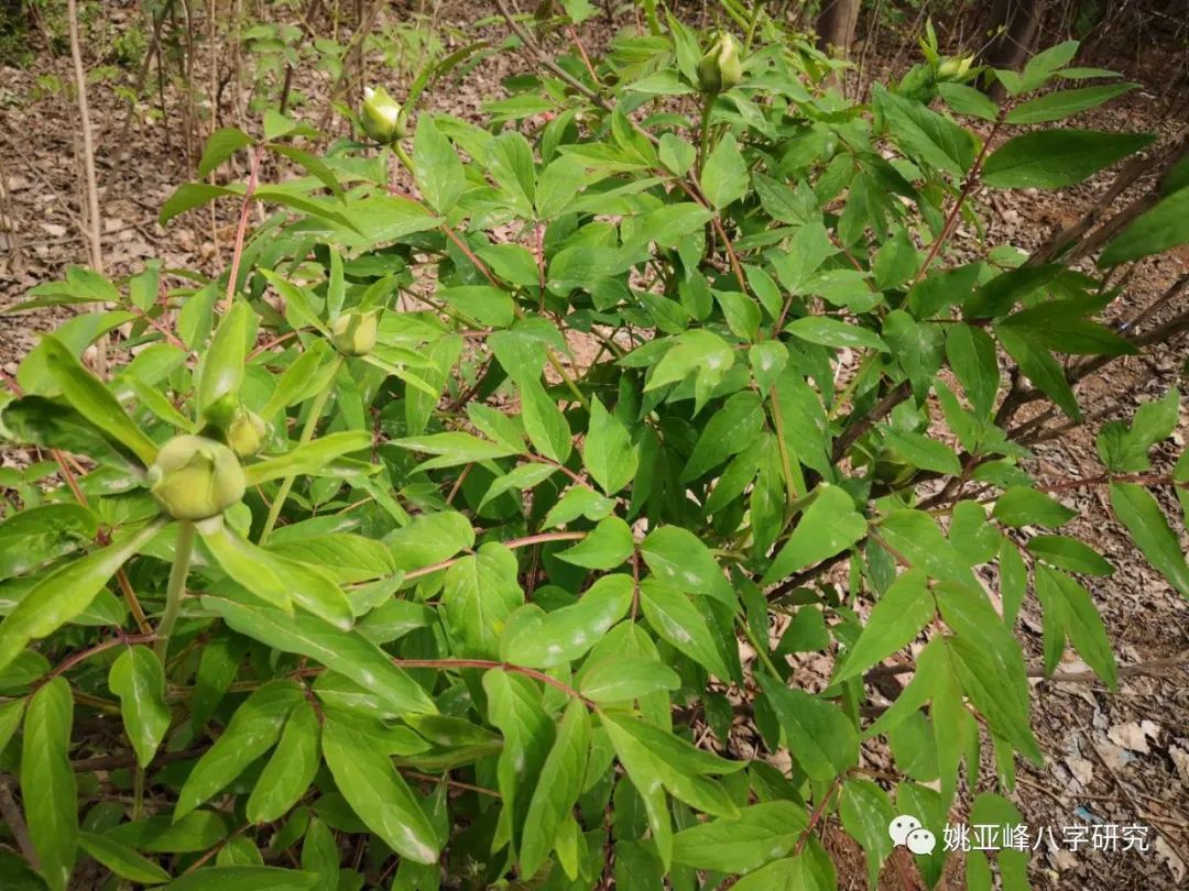 清木风水命理：哪些人有土不旺土虚