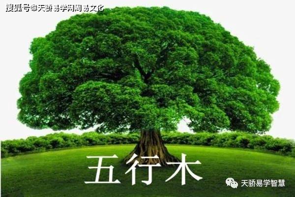 五行属木适合做的生意与木材、植物有关