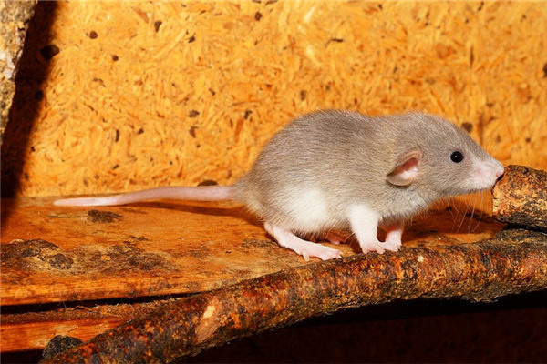 属鼠人的性格特点与优势：反应灵敏、踏实肯干