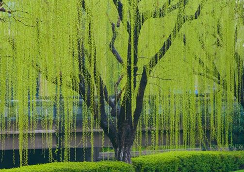 八字格局对人的运势影响大，正官格女命性格及命运解析